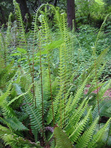 More ferns