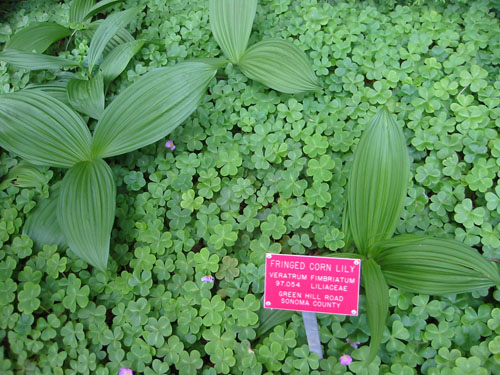 Corn-Fringed Lily