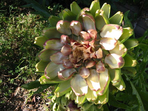 artichoke blossom