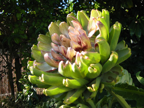 blooming artichoke