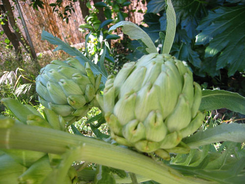 artichoke buds