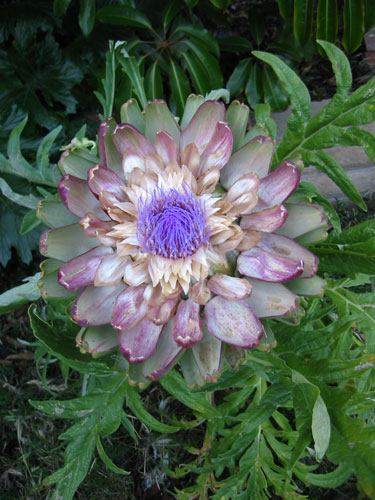 artichoke blooming