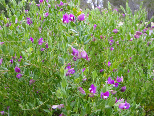 Polygala dalmaisiana