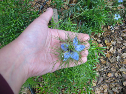 unknown blue flower