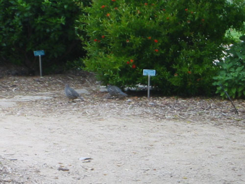 California quail