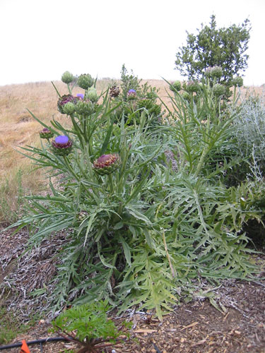 artichoke