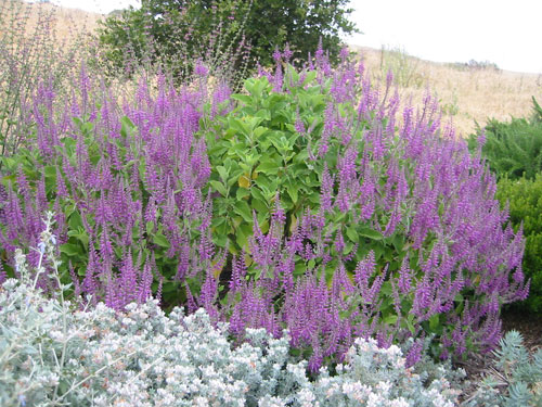 Teucrium betonicum