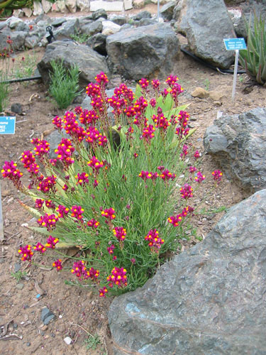 cute red plant