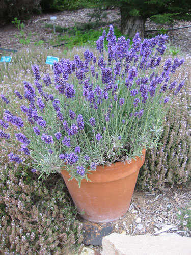 lavender pot