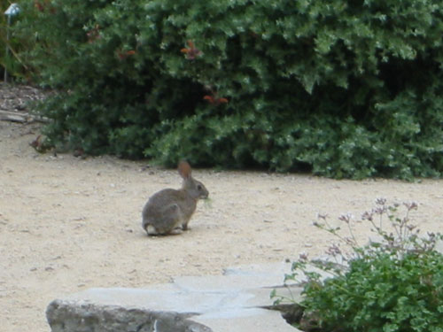 bunny eating