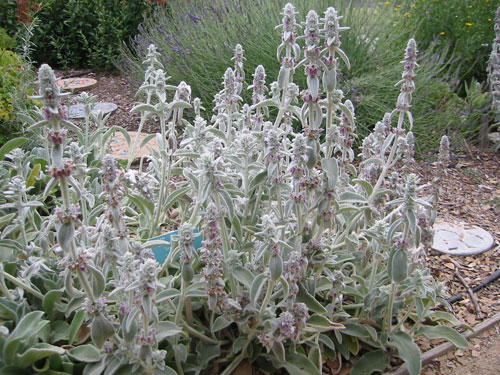 Stachys byzantina