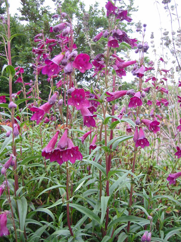 Penstemon Blackbird