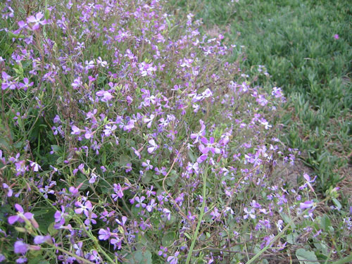 purple shore flower