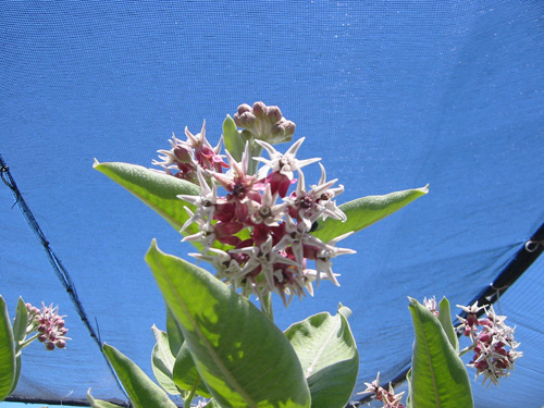 Asclepias speciosa