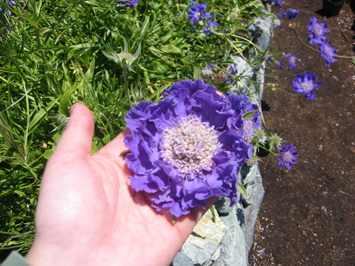 Big blue flower
