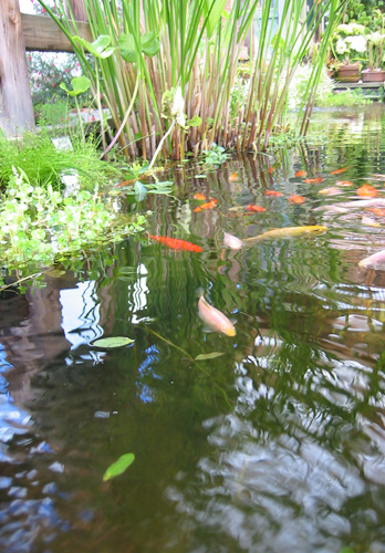 water garden