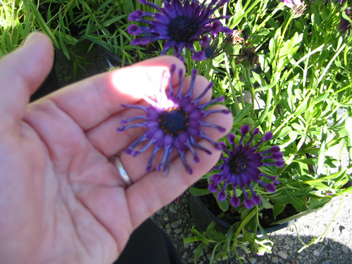 Osteospermum ecklonis