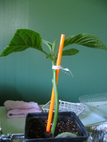 Brugmansia cutting