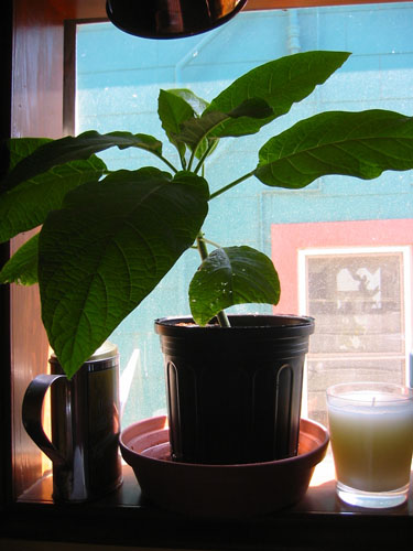 Repotted brugmansia