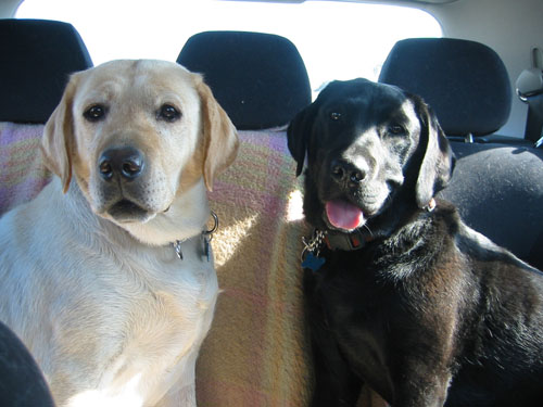 Back seat doggies