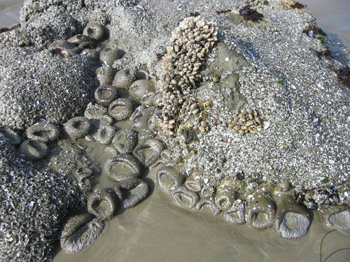 Tide pool 1