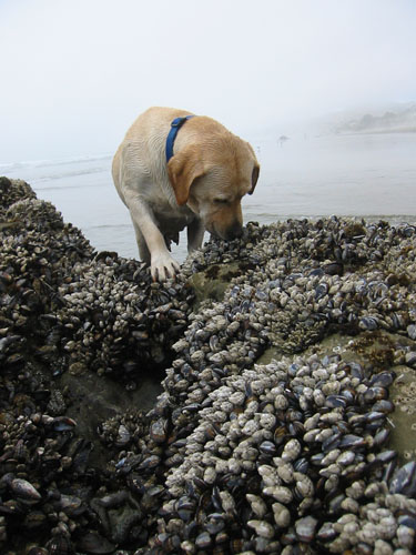Goldie checks out the tidal rocks