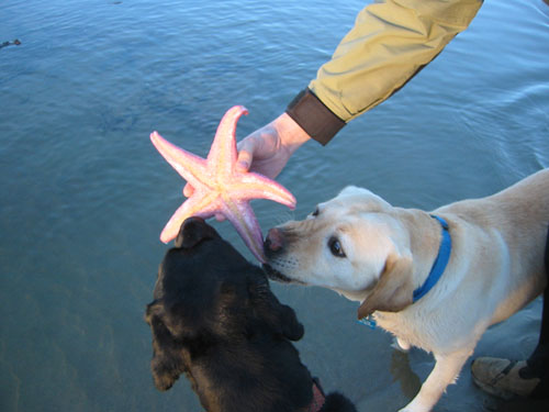Dogs check out the starfish