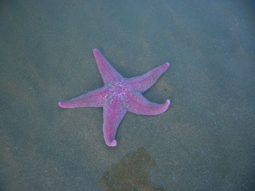 Starfish freedom
