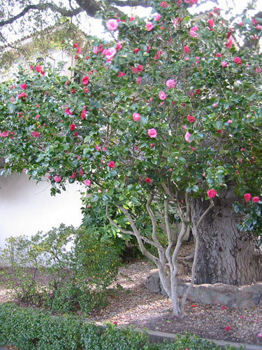 Mature camellia