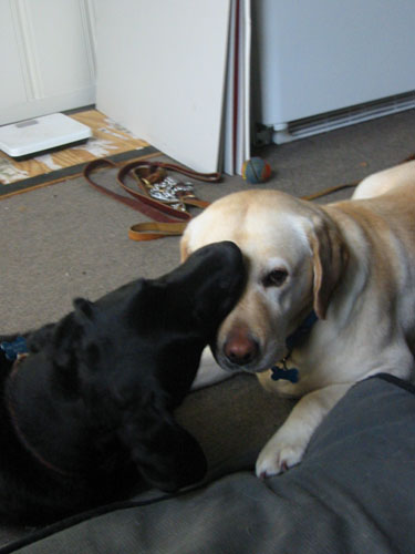 Head biting