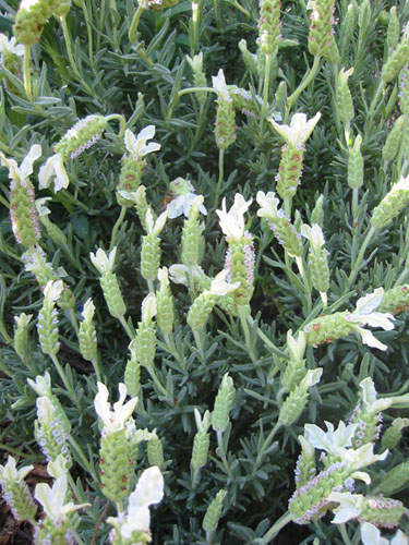 Lavandula stoechas Alba