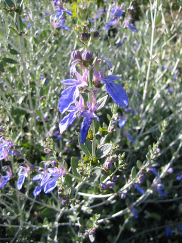 Teucrium fruticans Azureum