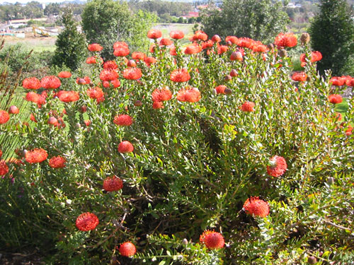 Leucospermum cordifolium