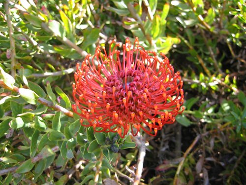 Leucospermum cordifolium