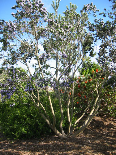 Psoralea pinnata