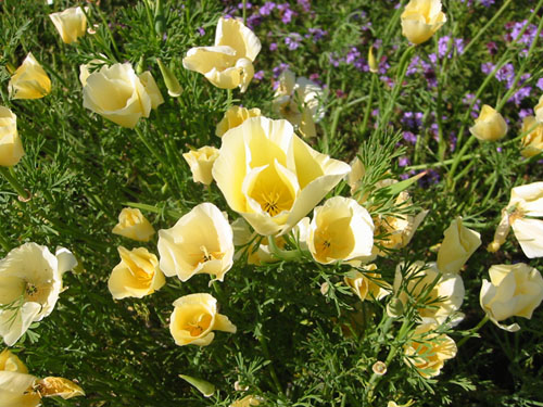 Eschscholzia californica