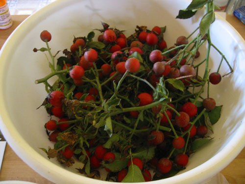 Rose hips