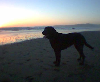 Dog in sunset