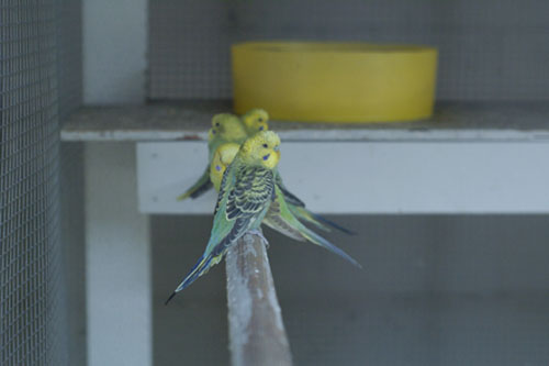 Parakeets