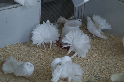 Fancy pigeons