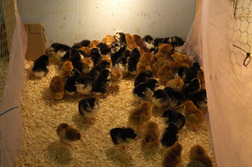 Chicks for sale