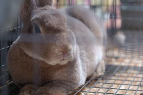 Rabbit in the show cage