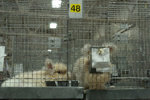 Angora rabbits