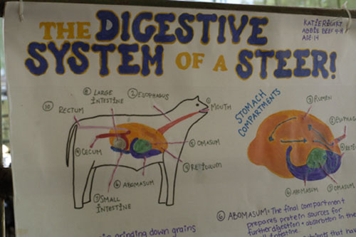 Steer diagram