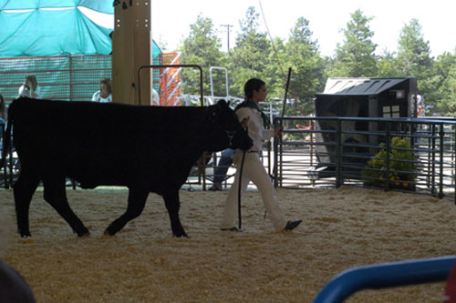 Steer show