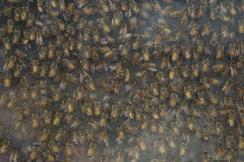 Observation hive