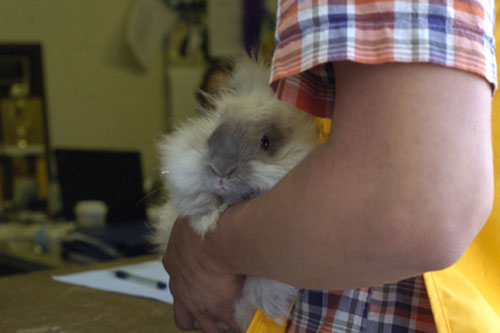 Bunny being purchased