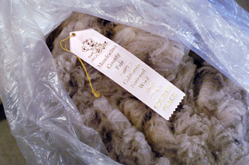 A Cormo fleece