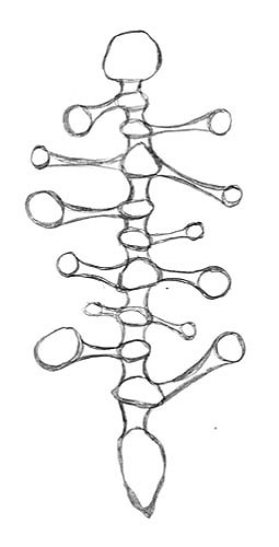 Spine thing