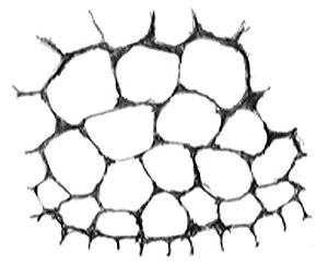 Cellular formation